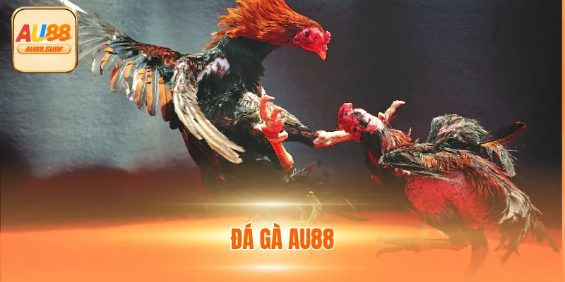 Đá Gà AU88 - Chuyên Mục Giải Trí Tỷ Lệ Cược Đa Dạng