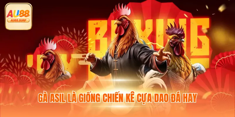 Gà Asil là giống chiến kê cựa dao đá hay
