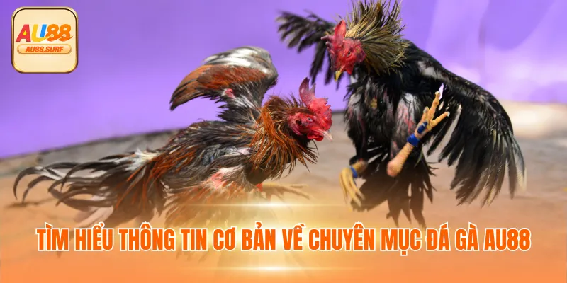 Tìm hiểu thông tin cơ bản về chuyên mục đá gà AU88