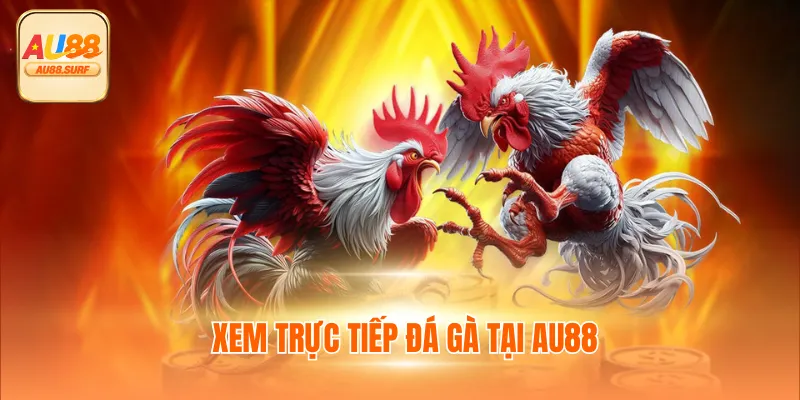 Xem trực tiếp đá gà tại AU88